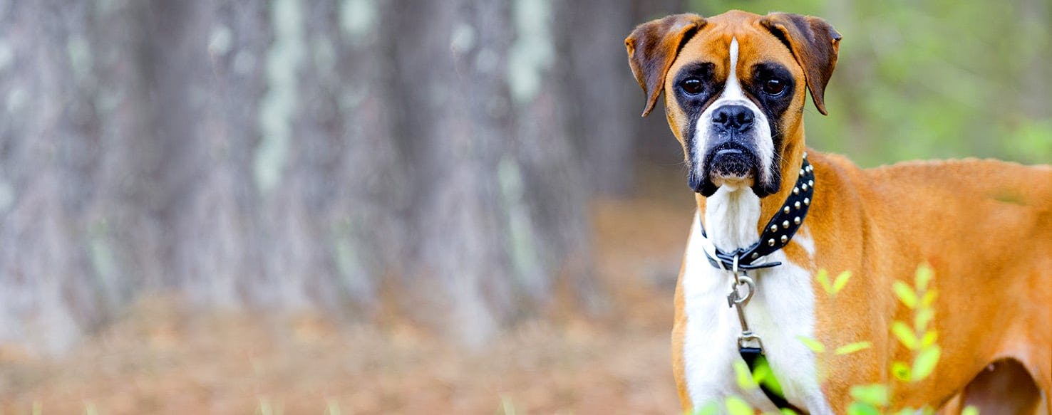 Dog Names That Start With Jo Popular Male And Female Names Wag 